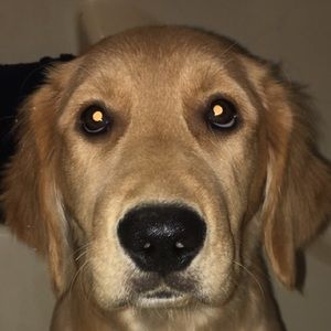 Meet your Posher, Syd